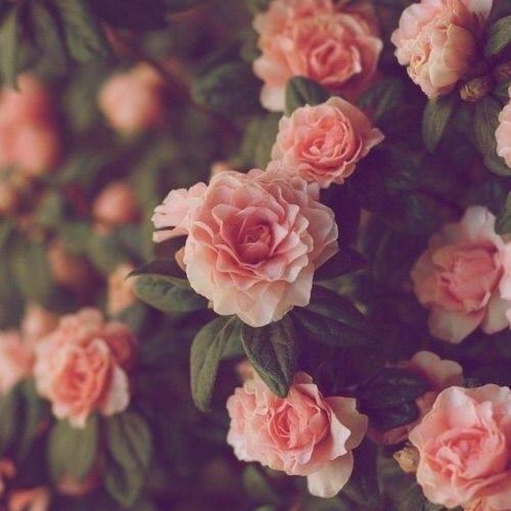 Meet your Posher, Maegan